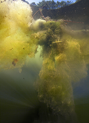 Isabelle Hayeur Moss Pond